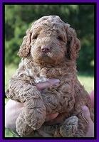 London Tucker pups 5 wk old 101