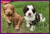 London Tucker pups 5 wk old 451