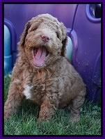 London Tucker pups 5 wk old 71