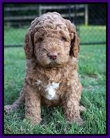 London Tucker pups 5 wk old 91