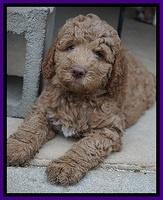 London Tucker pups 7 wks old 101