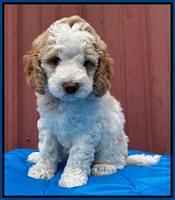 London Tucker pups 6 wk old 111
