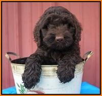 London Tucker pups 6 wk old 141