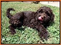 London Tucker pups 7 wks old 141