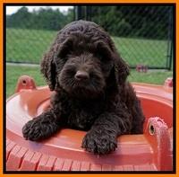 London Tucker pups 7 wks old 171