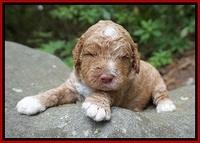 London Tucker pups 2 wk old 131