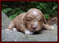 London Tucker pups 2 wk old 141