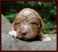London Tucker pups 2 wk old 151