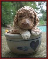 London Tucker pups 3 wk old 141