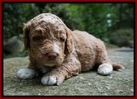 London Tucker pups 3 wk old 151