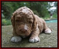 London Tucker pups 3 wk old 161