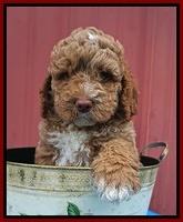 London Tucker pups 6 wk old 191