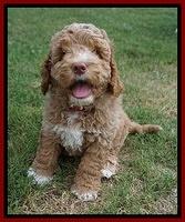 London Tucker pups 7 wks old 191