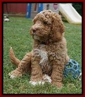 London Tucker pups 7 wks old 221