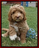 London Tucker pups 7 wks old 231