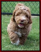 London Tucker pups 7 wks old 241