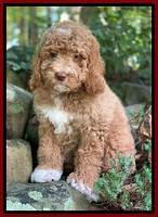 London Tucker pups 8 wks old 281