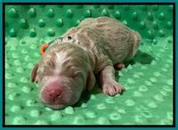 London Tucker Newborn puppies 251