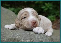 London Tucker pups 2 wk old 161