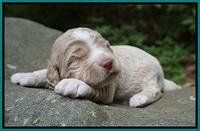 London Tucker pups 2 wk old 171