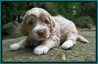 London Tucker pups 3 wk old 171