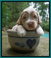 London Tucker pups 3 wk old 181