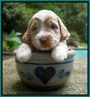 London Tucker pups 3 wk old 191