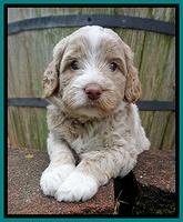 London Tucker pups 4 wk old 171