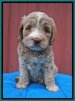 London Tucker pups 6 wk old 211