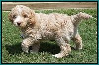 London Tucker pups 7 wks old 271