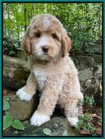 London Tucker pups 8 wks old 121