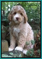 London Tucker pups 8 wks old 141