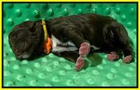 London Tucker Newborn puppies 261