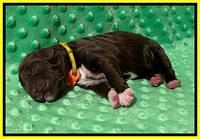 London Tucker Newborn puppies 271