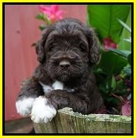 London Tucker pups 4 wk old 221