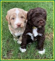 London Tucker pups 4 wk old 311