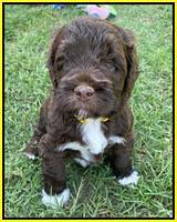 London Tucker pups 5 wk old 321