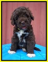 London Tucker pups 6 wk old 241