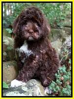 London Tucker pups 8 wks old 71