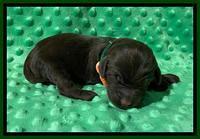 London Tucker Newborn puppies 291