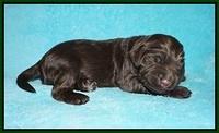London Tucker pups 1 wk old 121
