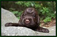 London Tucker pups 2 wk old 211