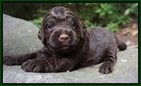 London Tucker pups 2 wk old 221