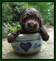 London Tucker pups 3 wk old 231