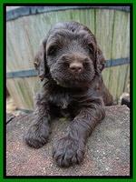 London Tucker pups 4 wk old 241