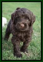 London Tucker pups 5 wk old 371