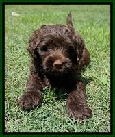 London Tucker pups 7 wks old 351