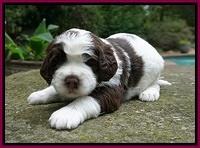 London Tucker pups 3 wk old 271