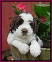 London Tucker pups 4 wk old 291