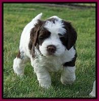 London Tucker pups 5 wk old 411